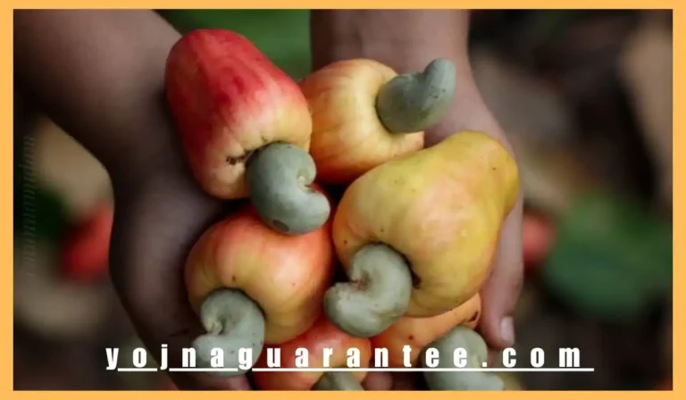 Cashew processing industry Grant Fund 2024