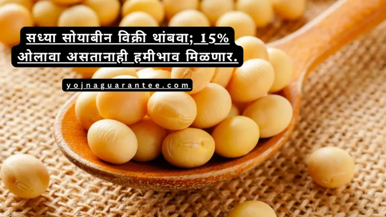 Soybean Hami Bhav 2024