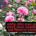 Successful Rose Farming Earns in Lakh's